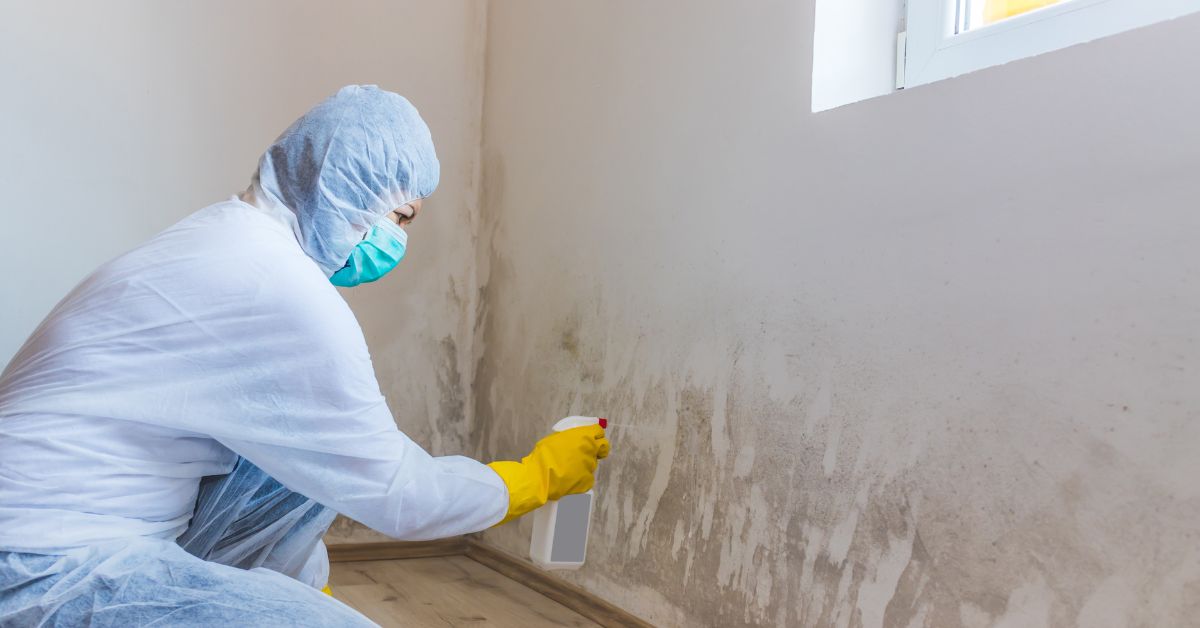 residential mold removal services