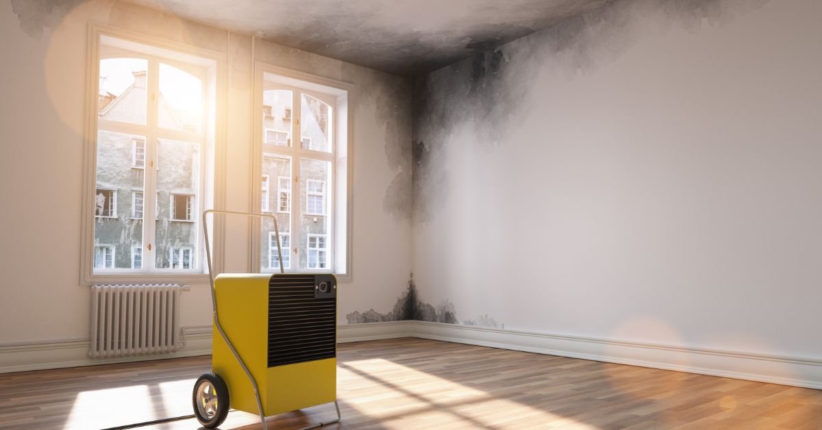 residential mold removal services